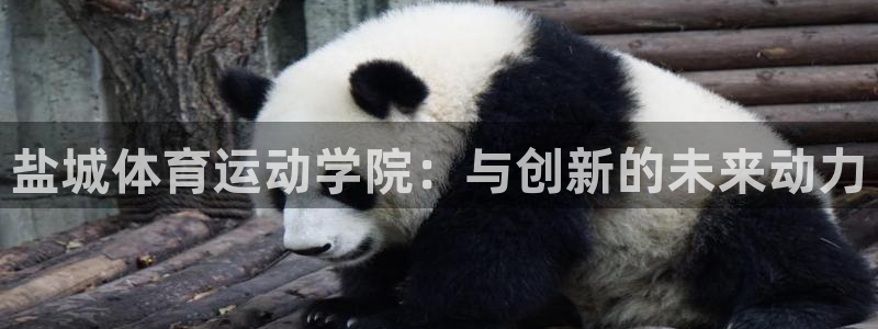 3377体育全网