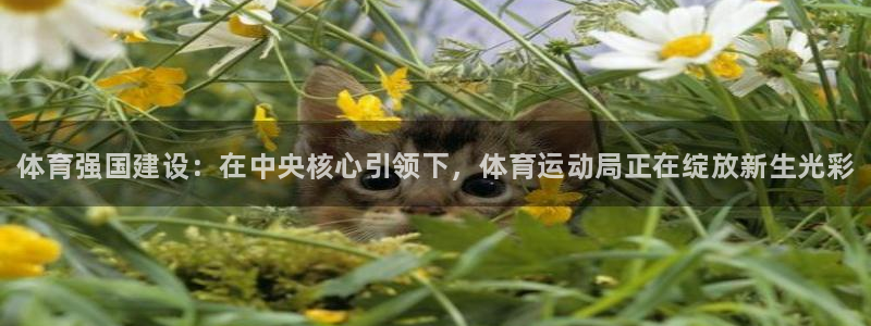 3377体育官网入口网页版