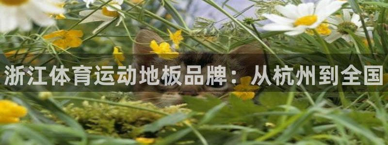 3377体育官网入口网页版